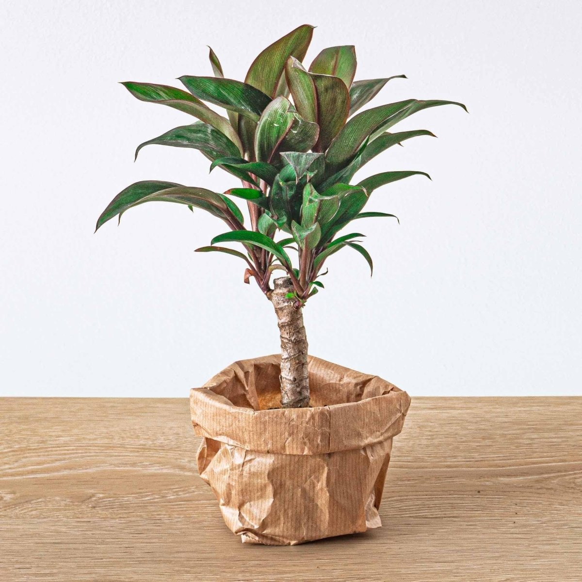 Jungle - Planten terrarium pakket - Navulling & Startpakket | DIY 7 - LushLeaf | Online planten bestellen