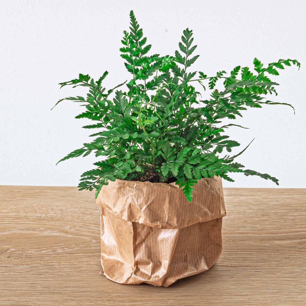 Jungle - Planten terrarium pakket - Navulling & Startpakket | DIY 6 - LushLeaf | Online planten bestellen