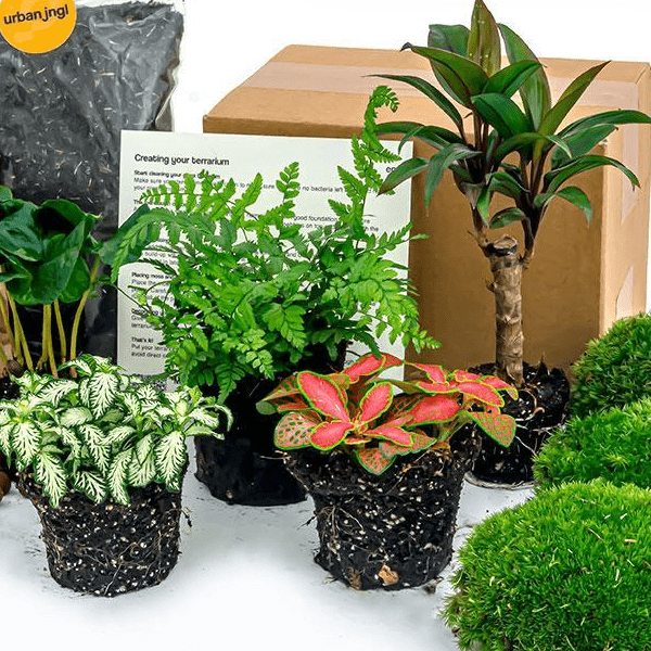 Jungle - Planten terrarium pakket - Navulling & Startpakket | DIY 2 - LushLeaf | Online planten bestellen