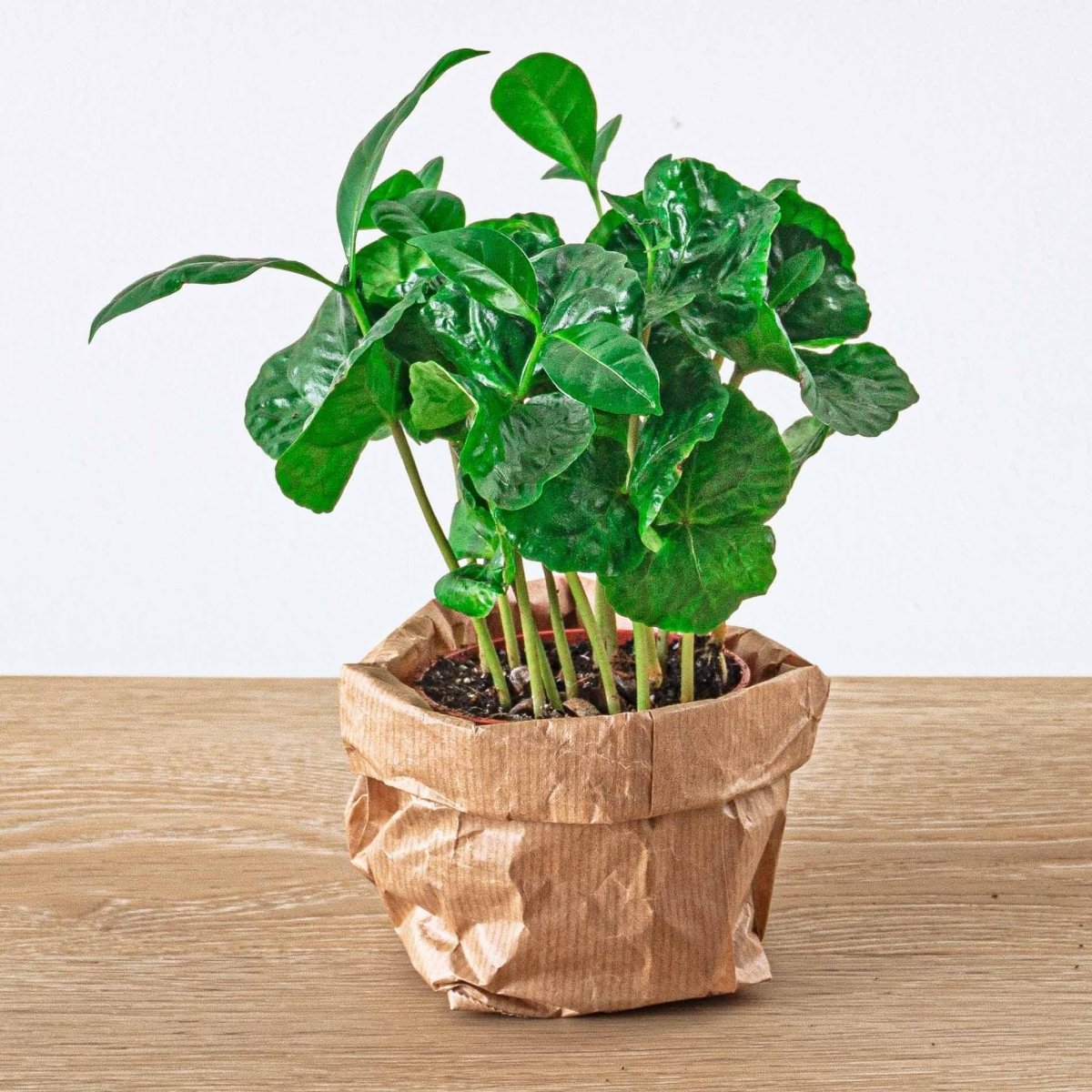 Jungle - Planten terrarium pakket - Navulling & Startpakket | DIY 5 - LushLeaf | Online planten bestellen