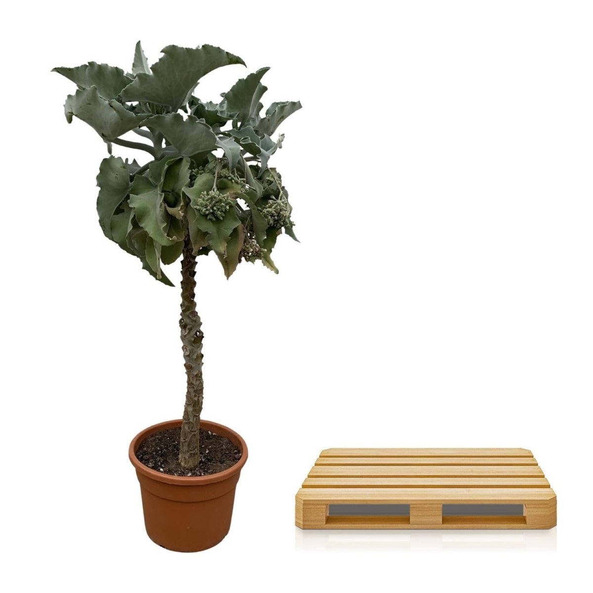 Kalanchoë Beharensis stam 5 - LushLeaf | Online planten bestellen