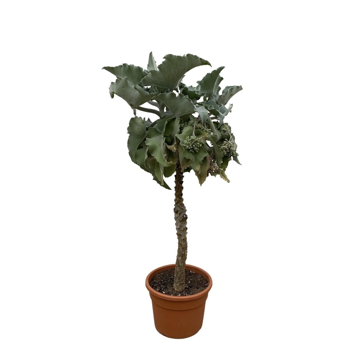 Kalanchoë Beharensis stam 1 - LushLeaf | Online planten bestellen