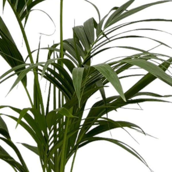 Kentia Palm 2 - LushLeaf | Online planten bestellen