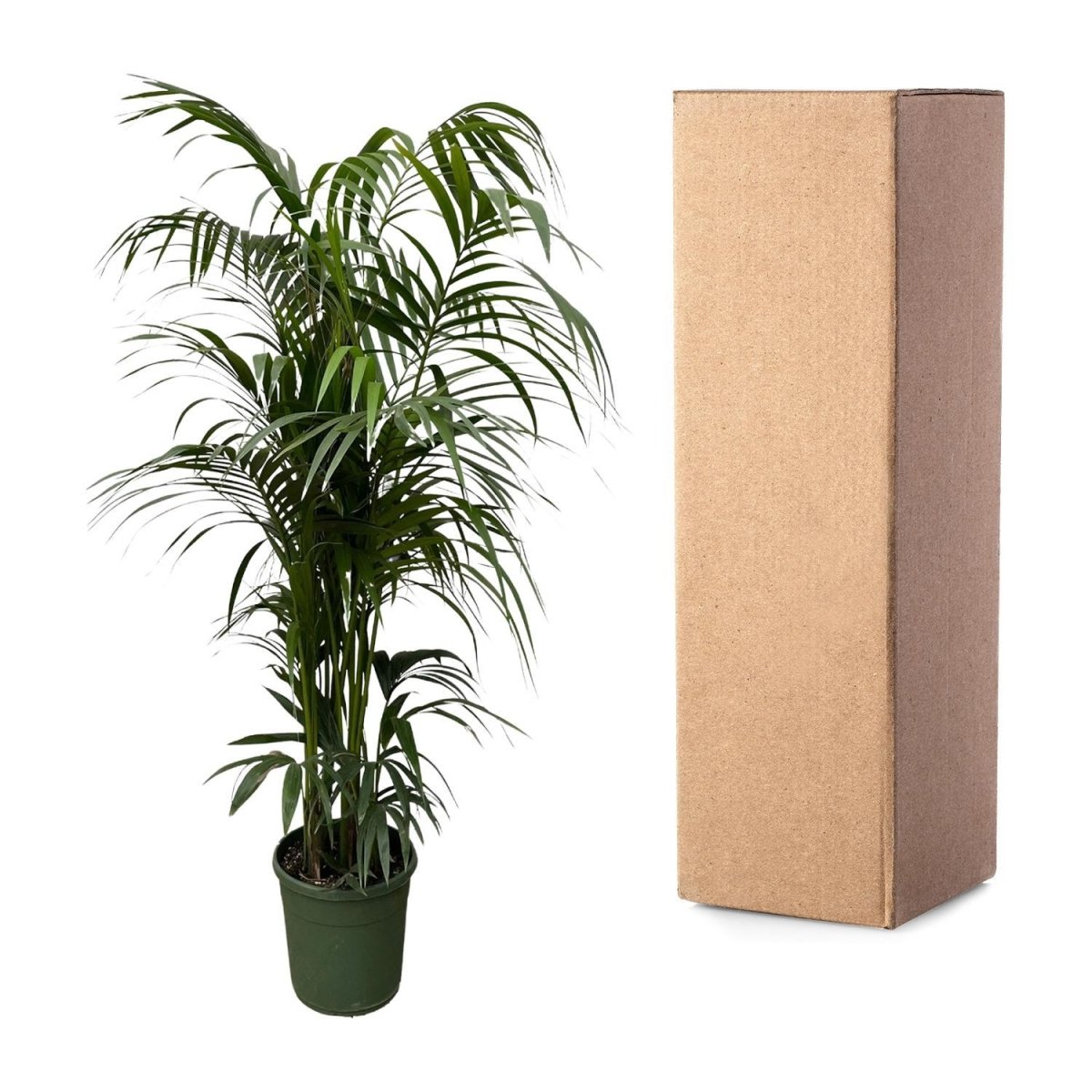 Kentia palm | XXL 5 - LushLeaf | Online planten bestellen