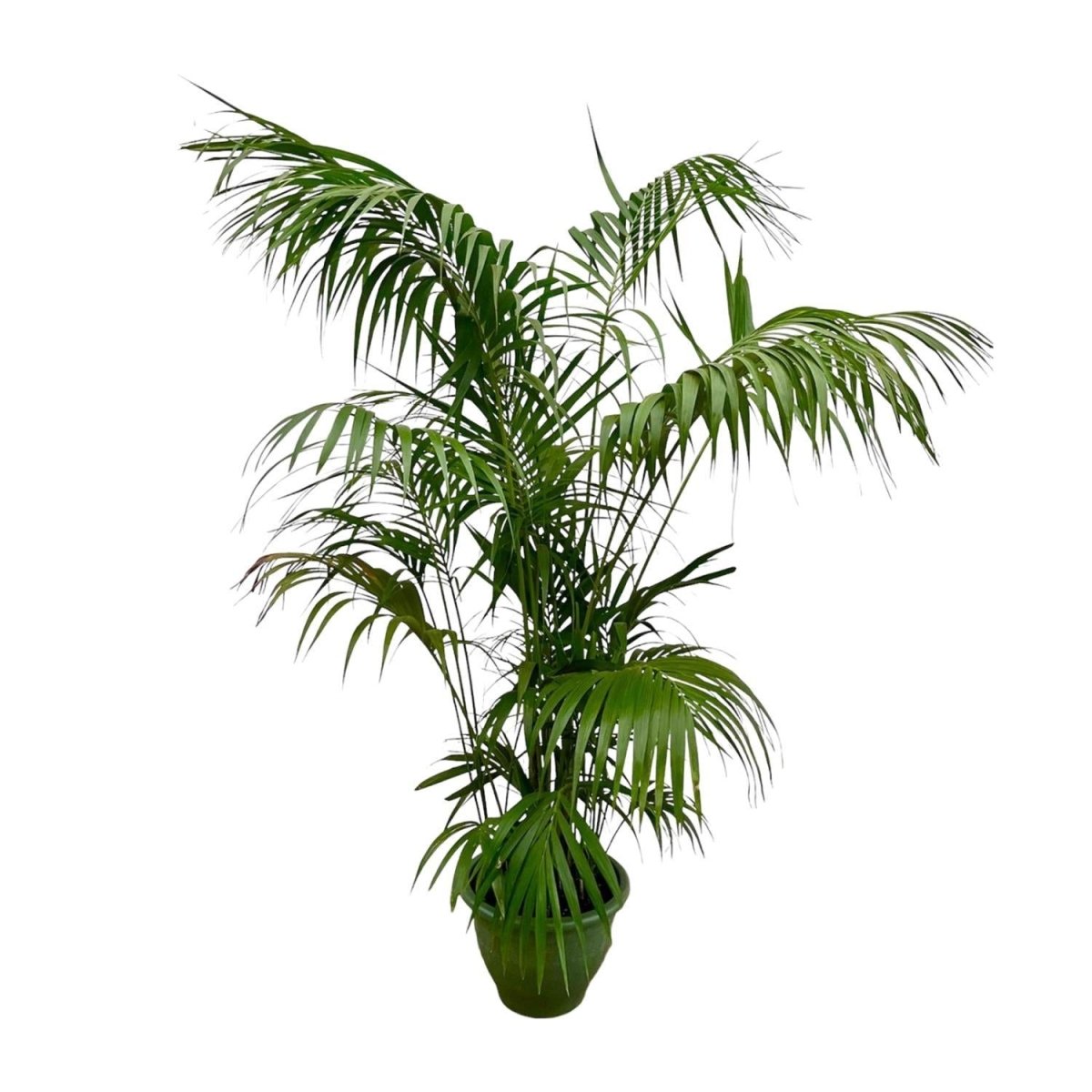 Kentia palm | XXL 6 - LushLeaf | Online planten bestellen