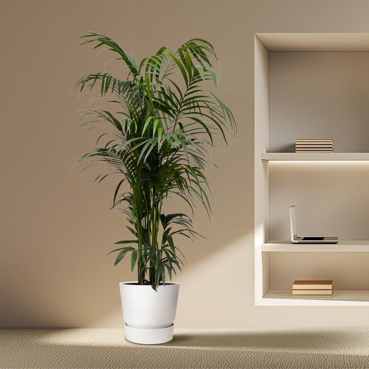 Kentia palm | XXL 3 - LushLeaf | Online planten bestellen