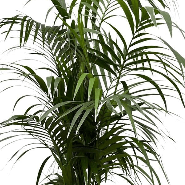 Kentia palm | XXL 2 - LushLeaf | Online planten bestellen