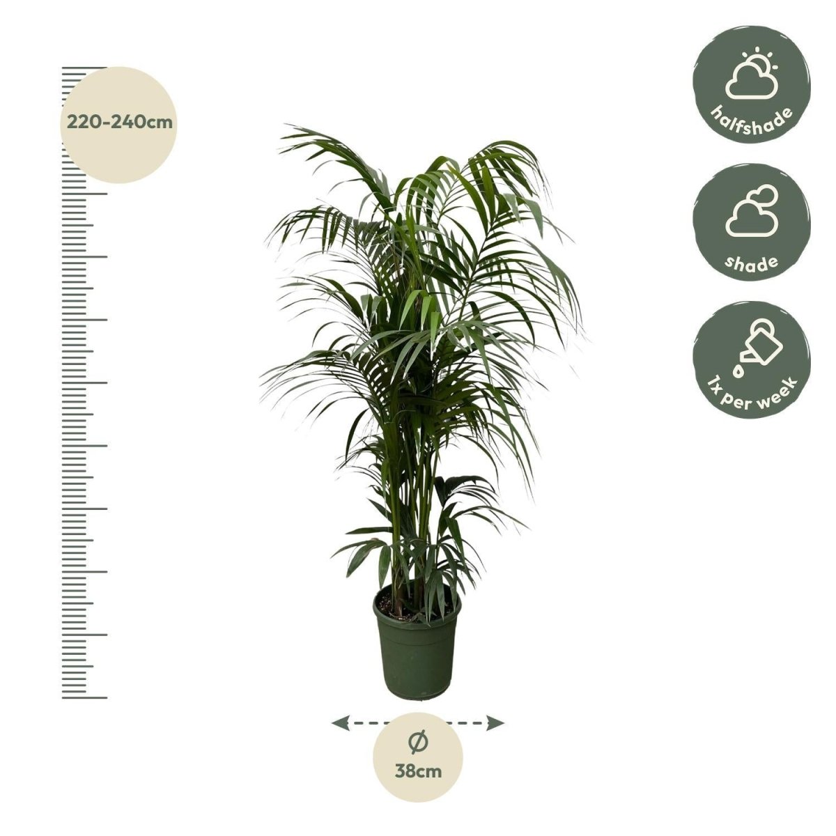 Kentia palm | XXL 4 - LushLeaf | Online planten bestellen