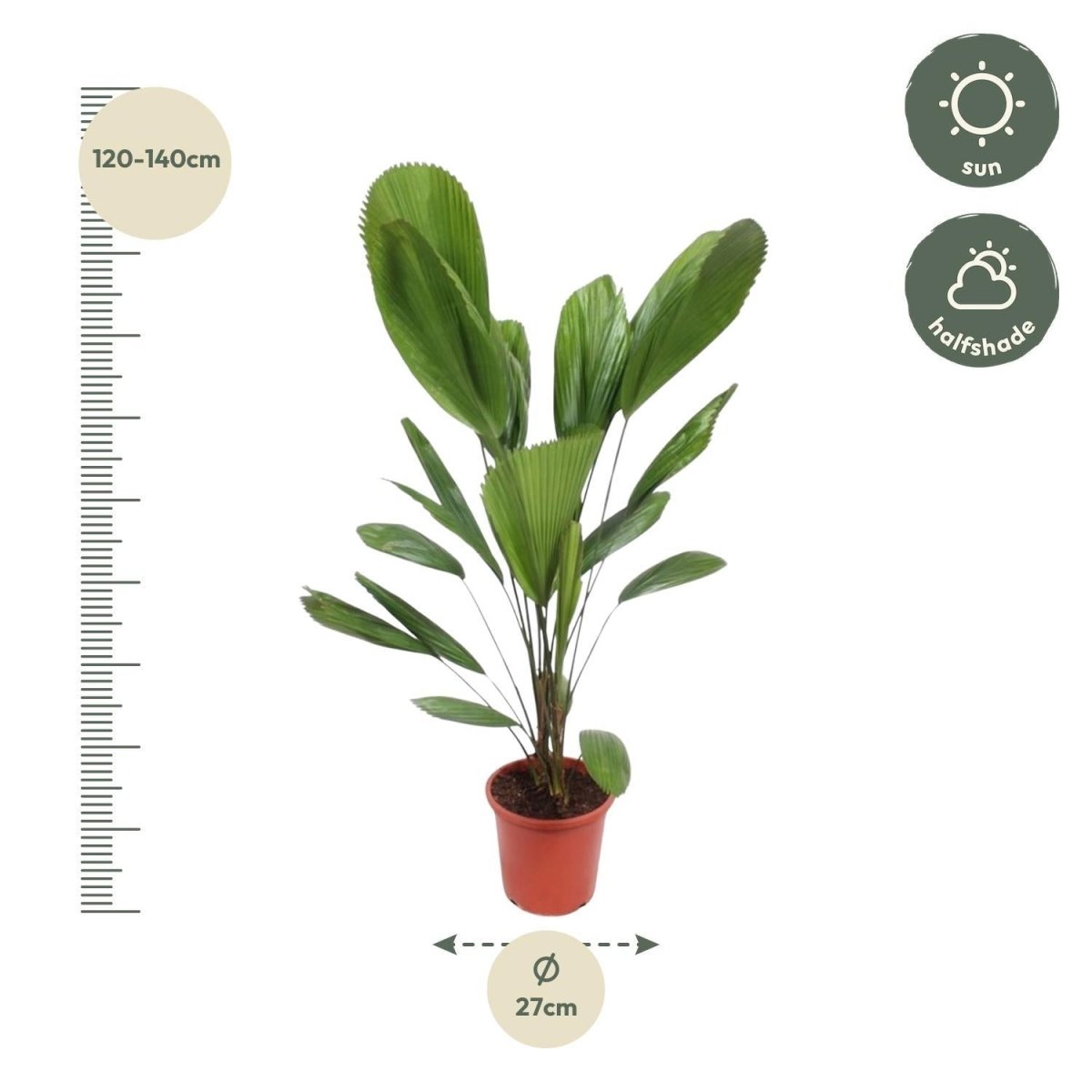 Licuala Grandis 5 - LushLeaf | Online planten bestellen