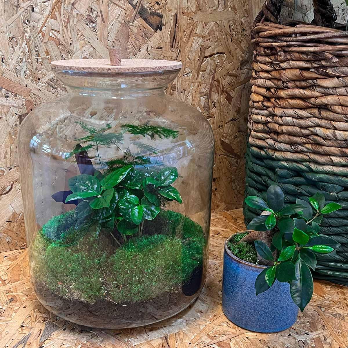 Lukas | DIY terrarium 4 - LushLeaf | Online planten bestellen