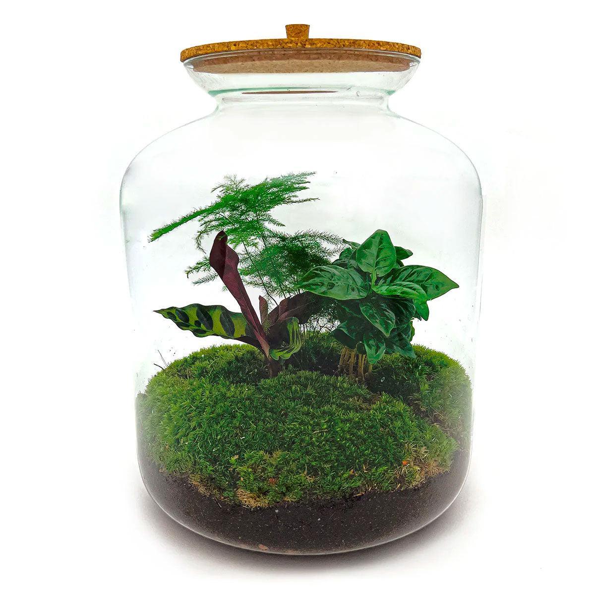 Lukas | DIY terrarium 1 - LushLeaf | Online planten bestellen