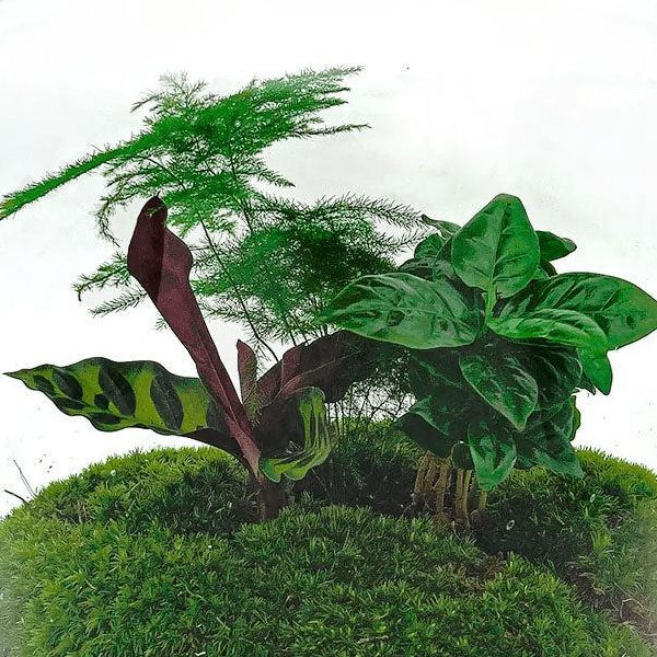 Lukas | DIY terrarium 2 - LushLeaf | Online planten bestellen