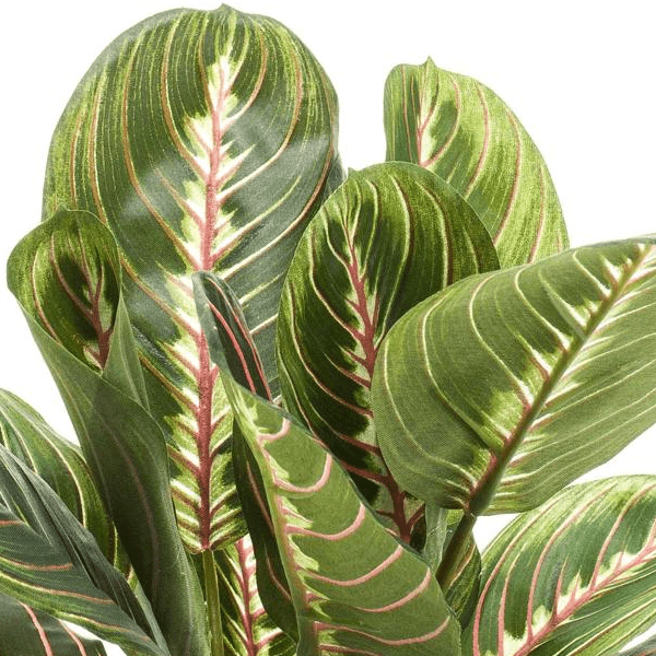 Marantha Fascinator - gebodenplant | Kunstplant 2 - LushLeaf | Online planten bestellen