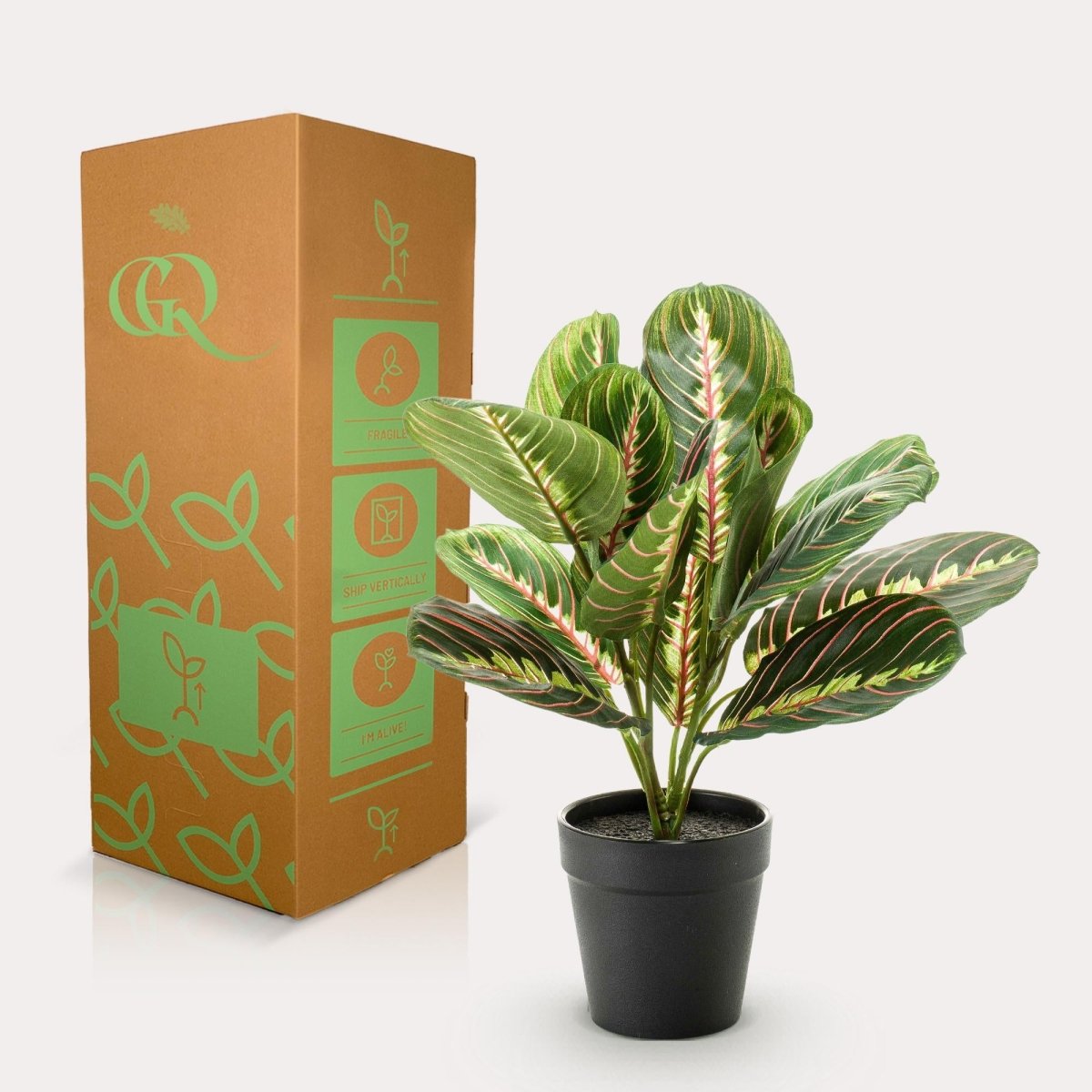 Marantha Fascinator - gebodenplant | Kunstplant 4 - LushLeaf | Online planten bestellen