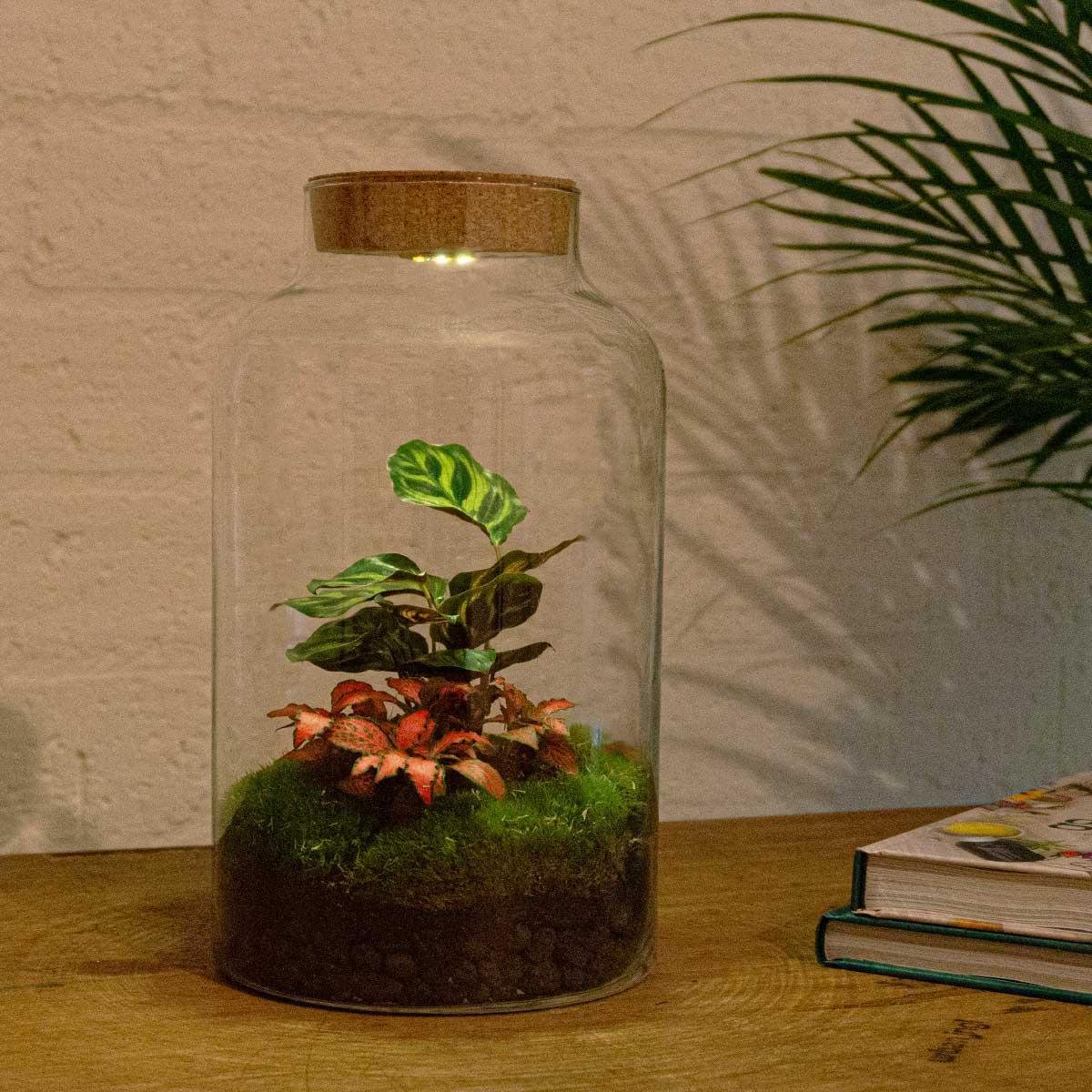 Milky Calathea met LED lamp | DIY terrarium 3 - LushLeaf | Online planten bestellen