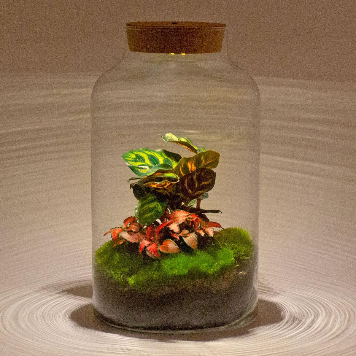 Milky Calathea met LED lamp | DIY terrarium 4 - LushLeaf | Online planten bestellen