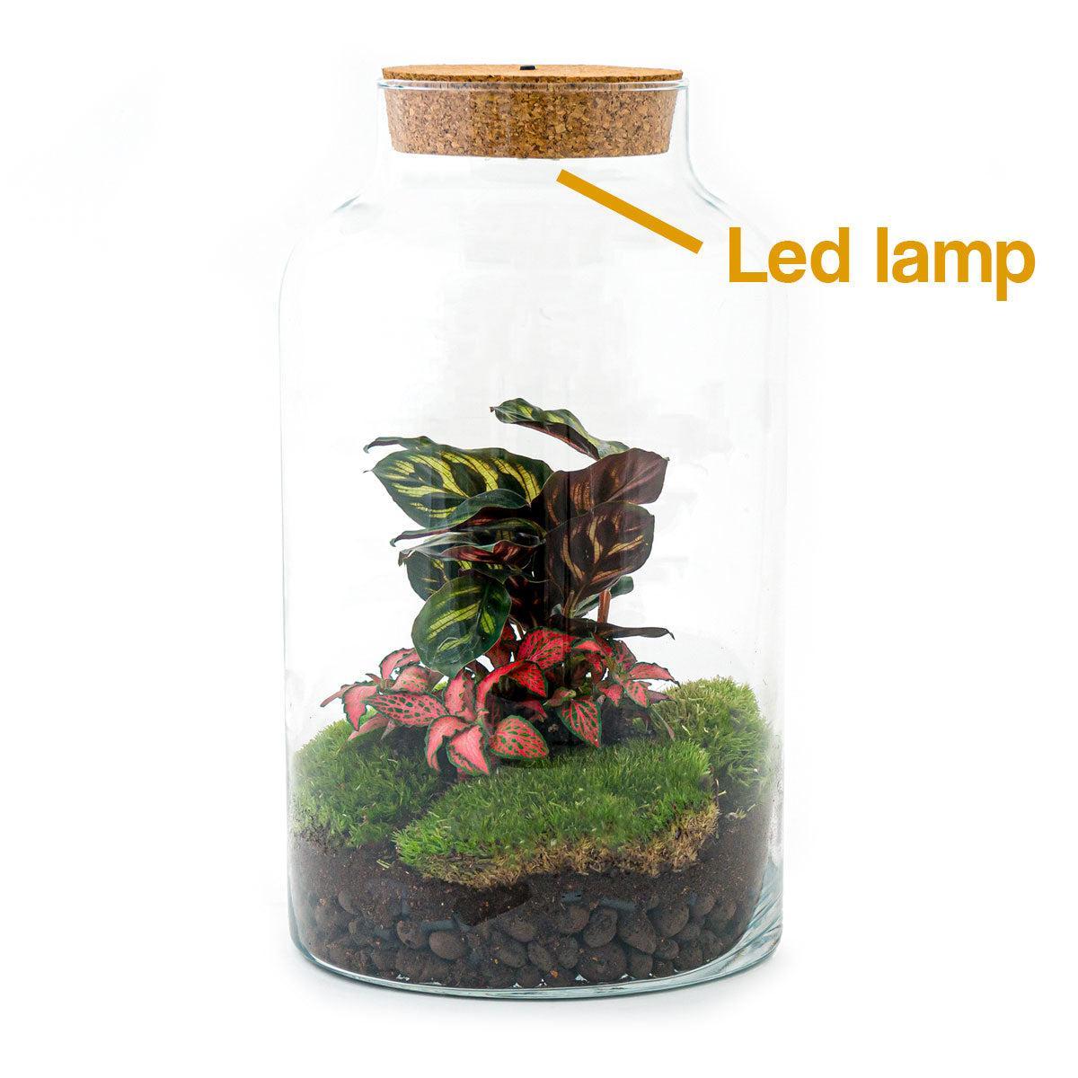 Milky Calathea met LED lamp | DIY terrarium 5 - LushLeaf | Online planten bestellen