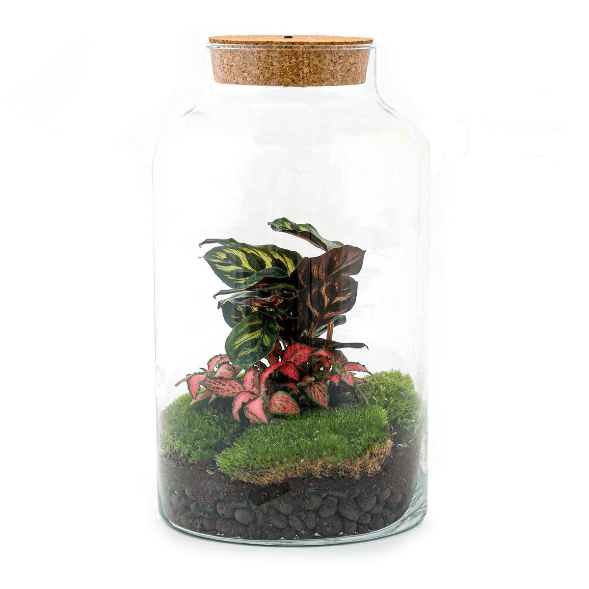 Milky Calathea met LED lamp | DIY terrarium 1 - LushLeaf | Online planten bestellen