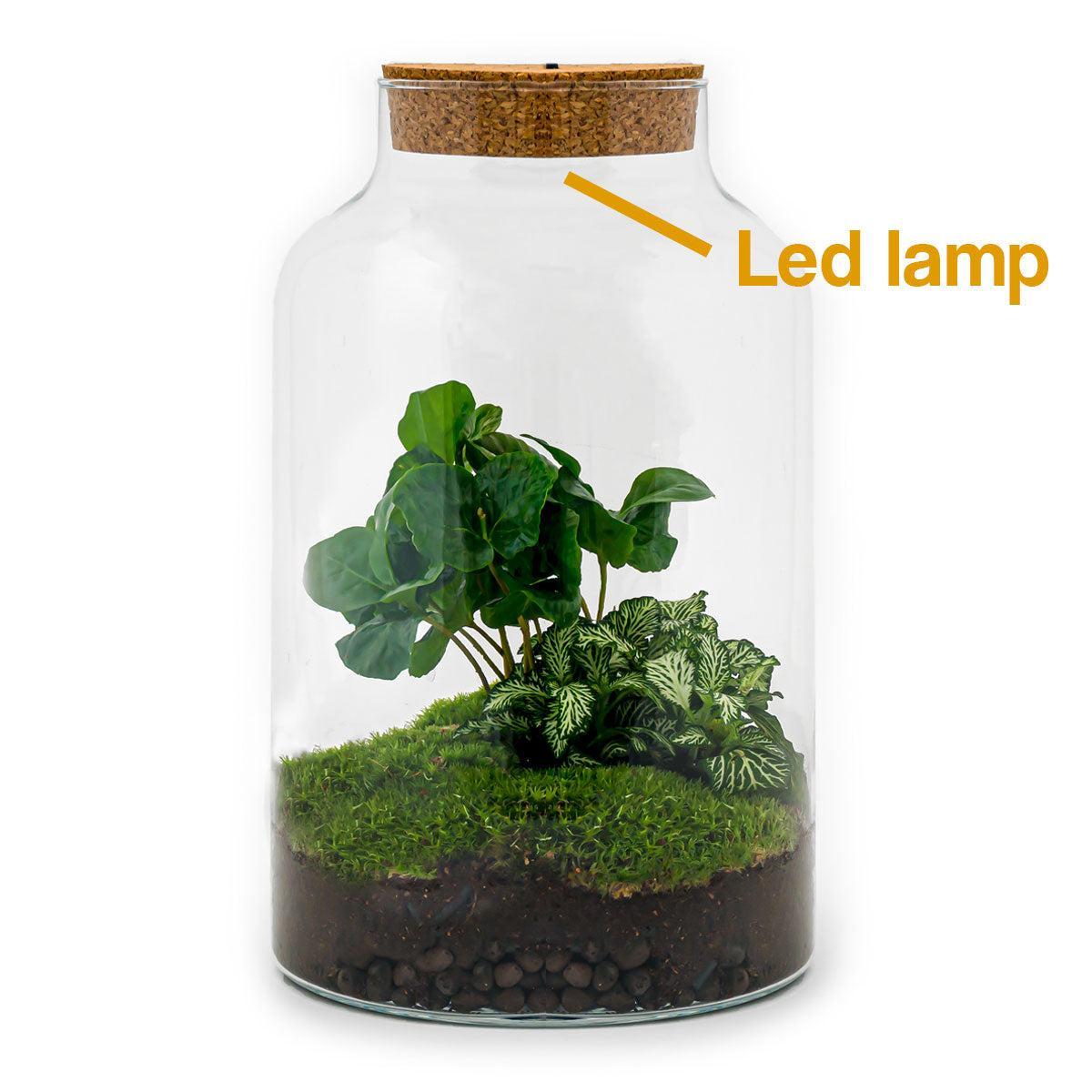 Milky Coffea met LED lamp | DIY terrarium 4 - LushLeaf | Online planten bestellen