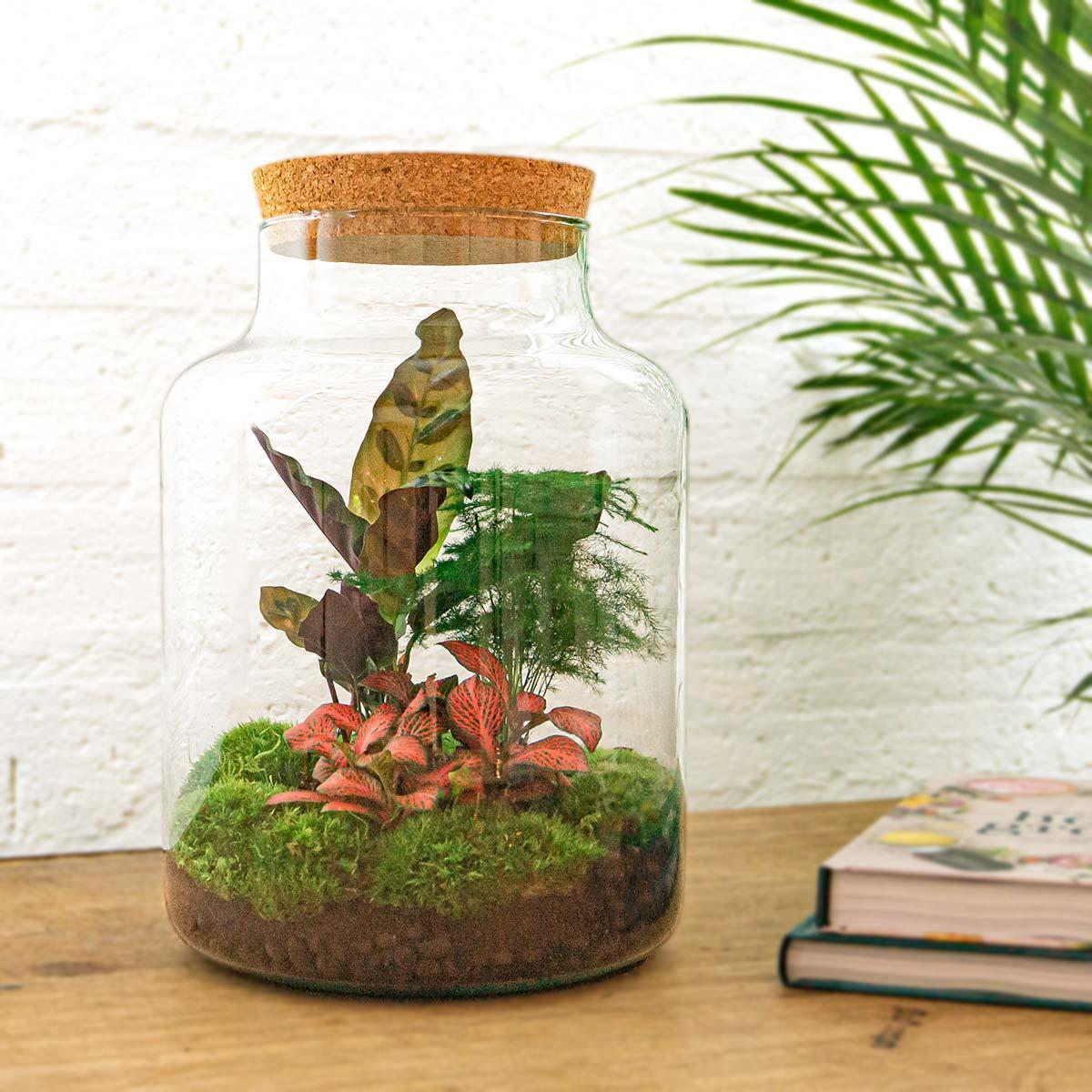 Milky | DIY terrarium 3 - LushLeaf | Online planten bestellen