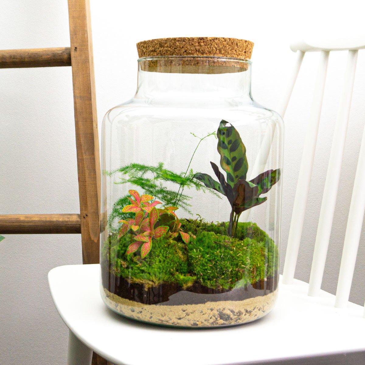 Milky | DIY terrarium 4 - LushLeaf | Online planten bestellen