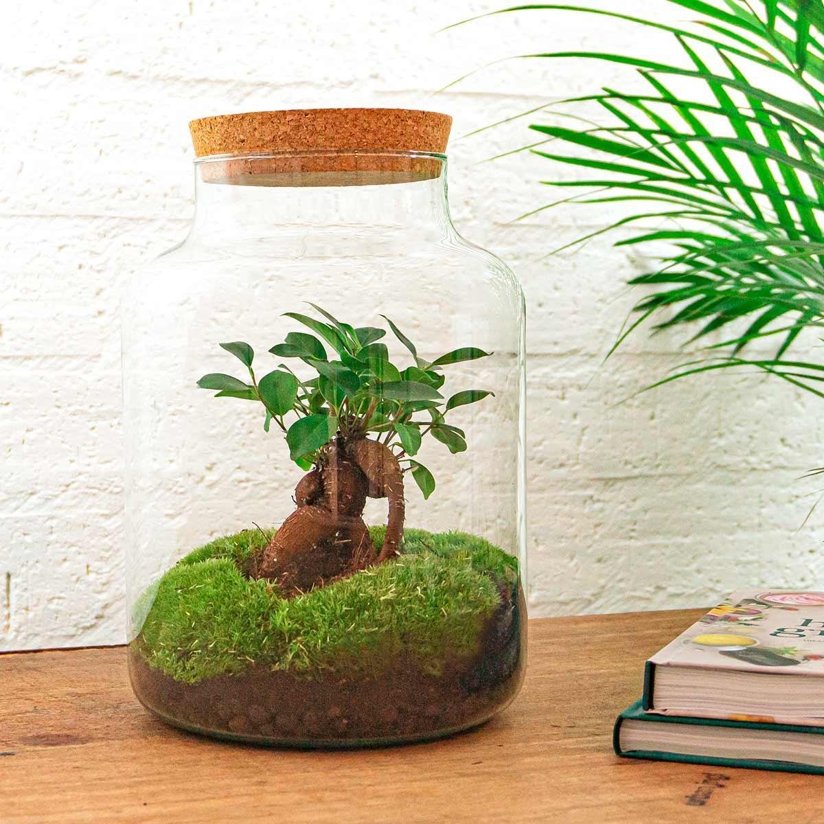 Milky met bonsai | DIY terrarium 3 - LushLeaf | Online planten bestellen