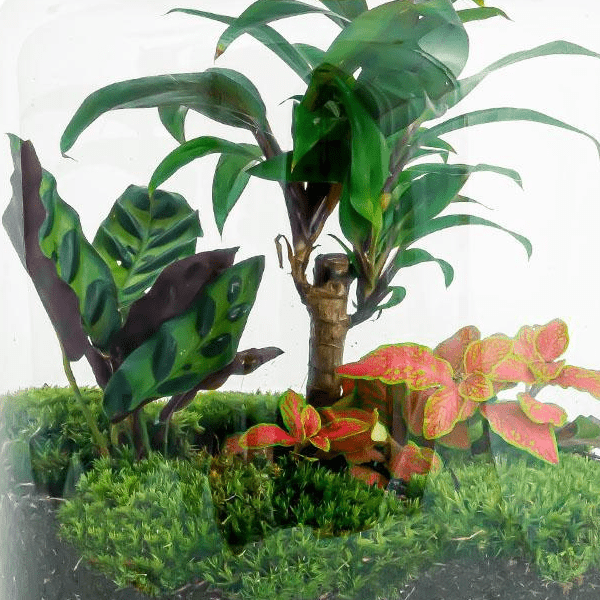 Milky Palm | DIY terrarium 3 - LushLeaf | Online planten bestellen
