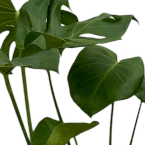 Monstera Deliciosa 2 - LushLeaf | Online planten bestellen