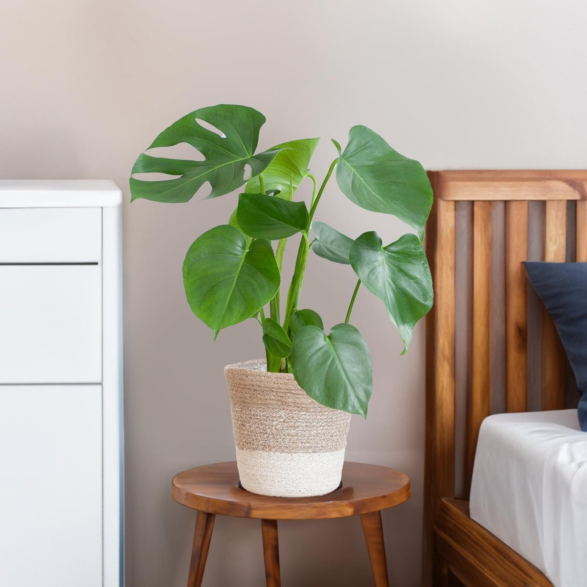 Monstera Deliciosa met pot 4 - LushLeaf | Online planten bestellen