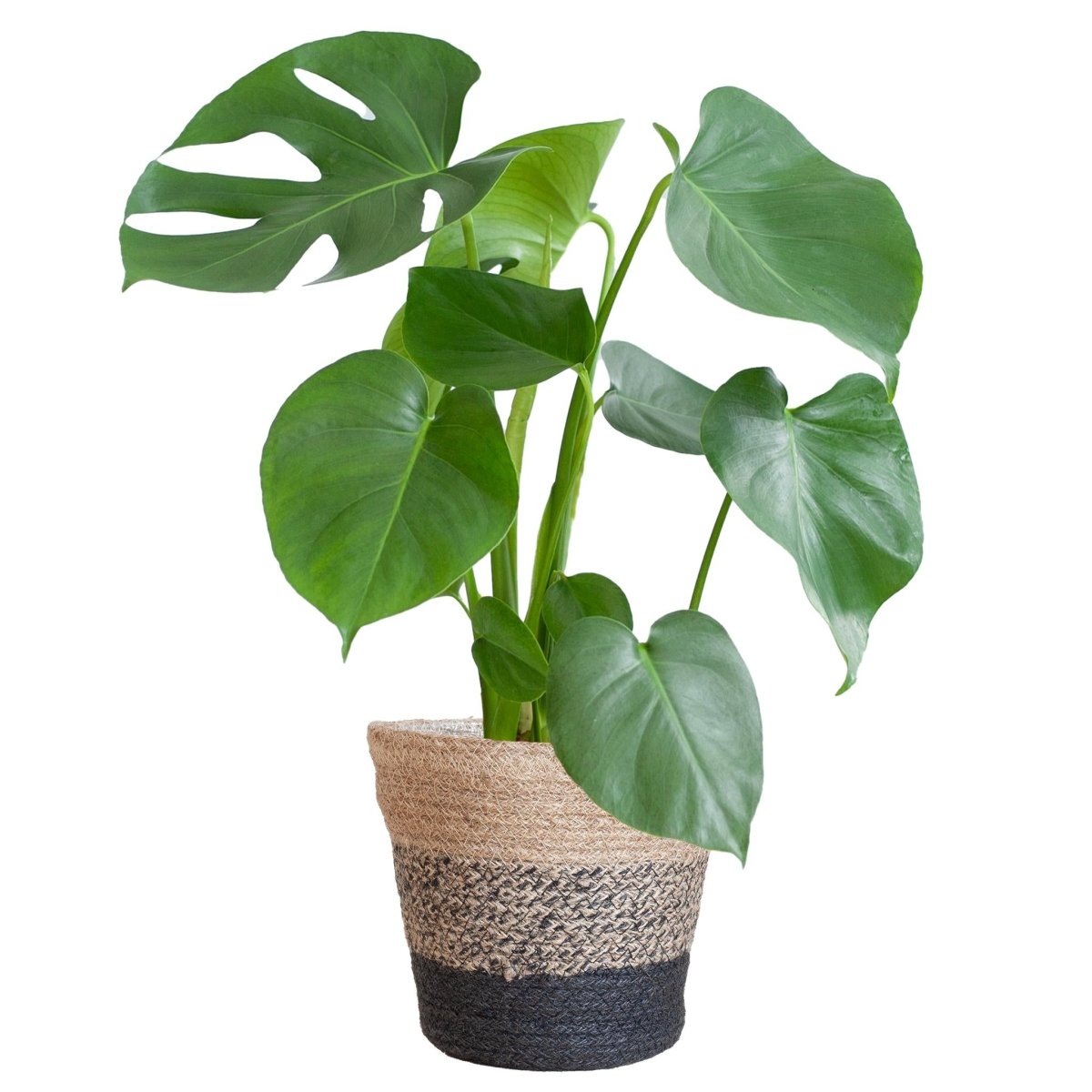 Monstera Deliciosa met pot 5 - LushLeaf | Online planten bestellen