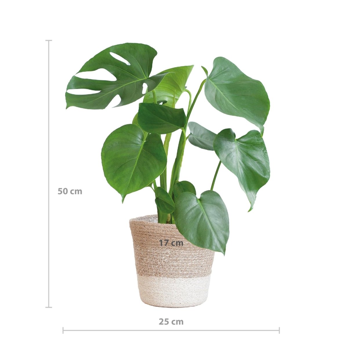 Monstera Deliciosa met pot 3 - LushLeaf | Online planten bestellen