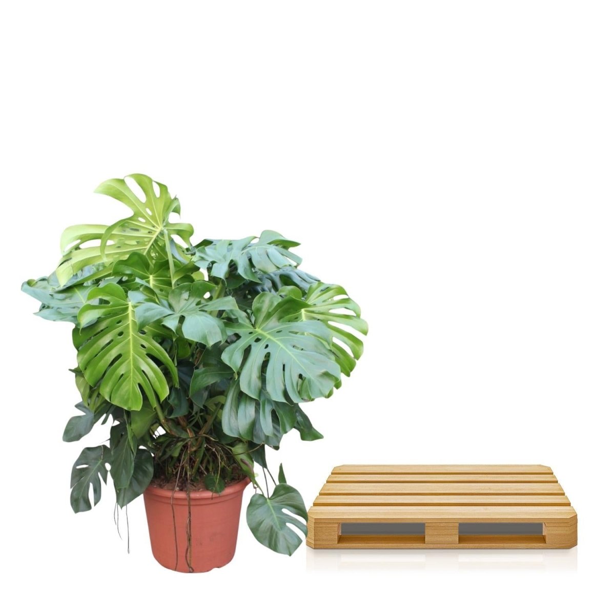 Monstera Deliciosa | XL 5 - LushLeaf | Online planten bestellen