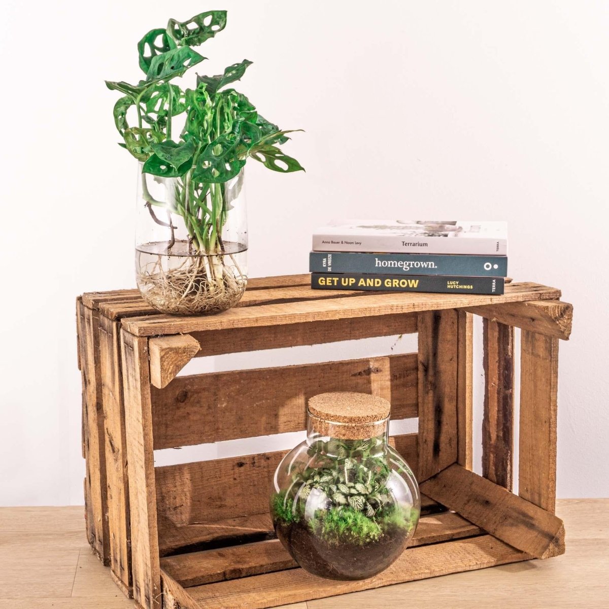 Monstera in vaas | DIY - pakket 4 - LushLeaf | Online planten bestellen