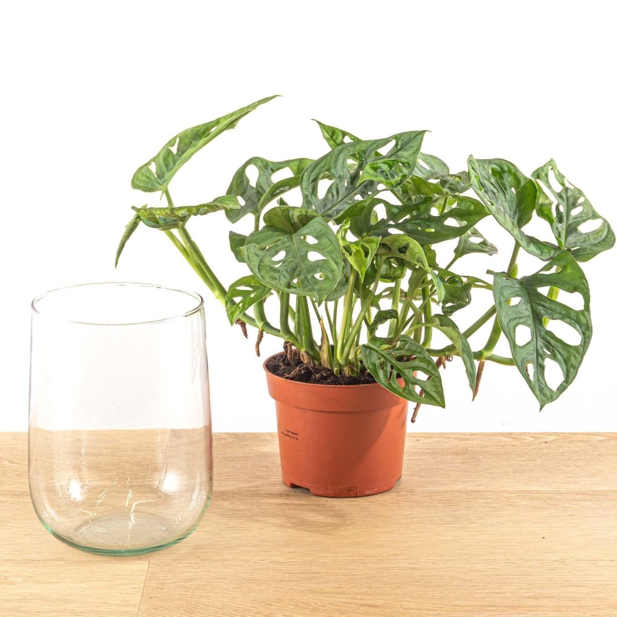 Monstera in vaas | DIY - pakket 3 - LushLeaf | Online planten bestellen