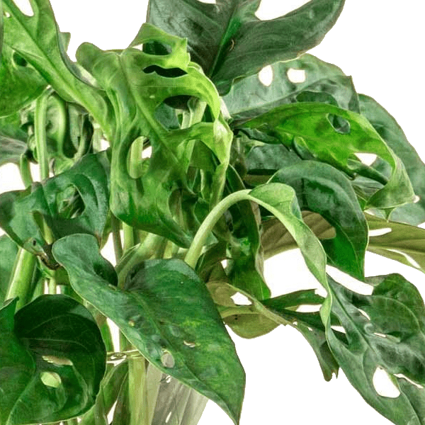 Monstera in vaas | DIY - pakket 2 - LushLeaf | Online planten bestellen