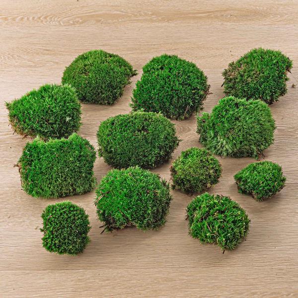 Mos | Terrarium plant 4 - LushLeaf | Online planten bestellen