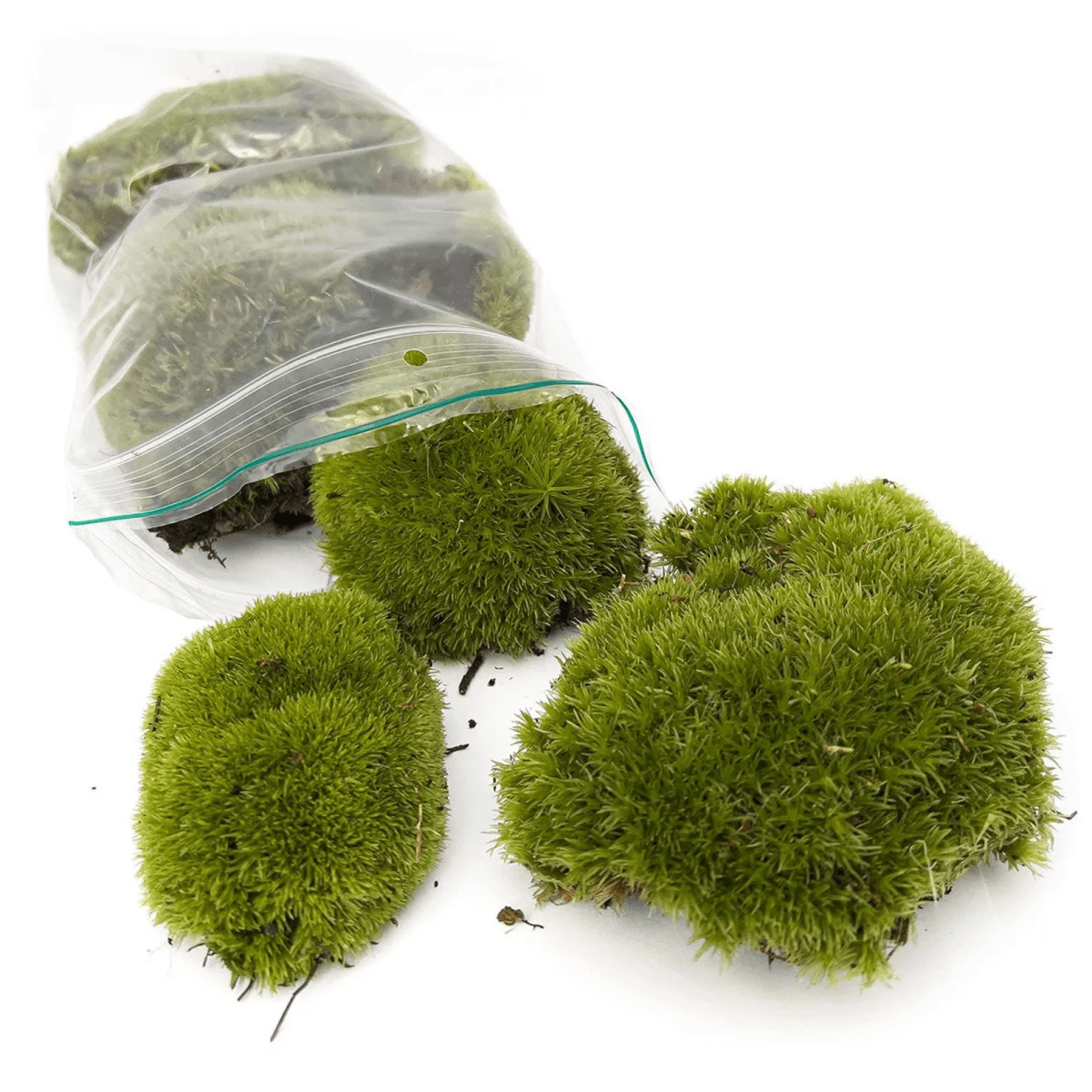 Mos | Terrarium plant 1 - LushLeaf | Online planten bestellen