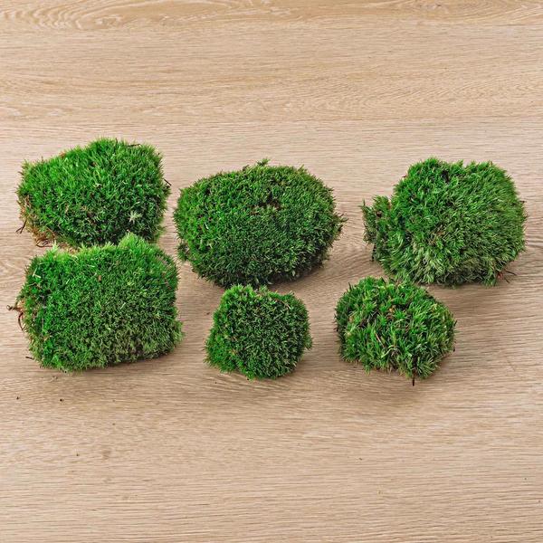 Mos | Terrarium plant 3 - LushLeaf | Online planten bestellen