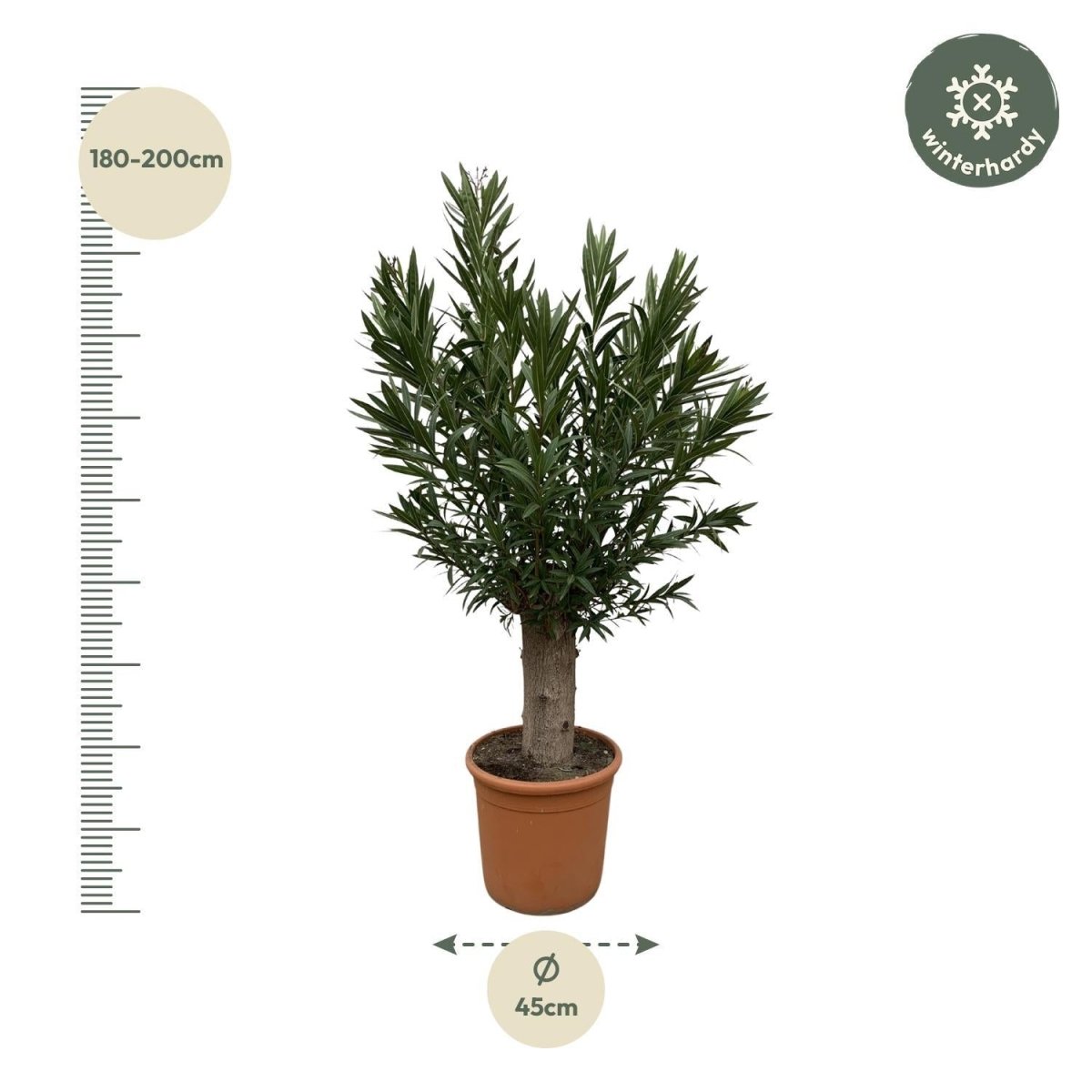 Nerium Oleander Bonsai 4 - LushLeaf | Online planten bestellen