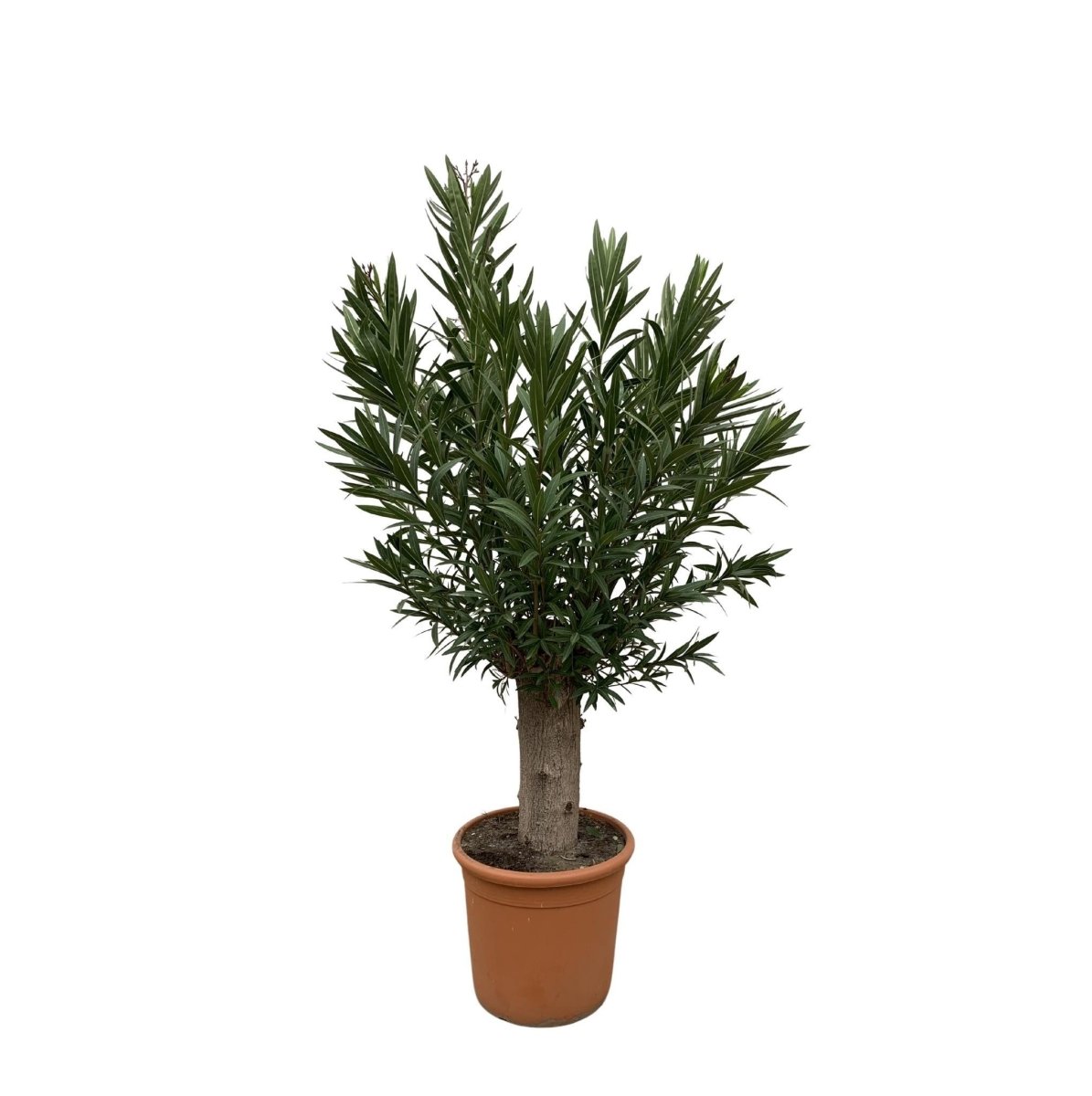 Nerium Oleander Bonsai 1 - LushLeaf | Online planten bestellen