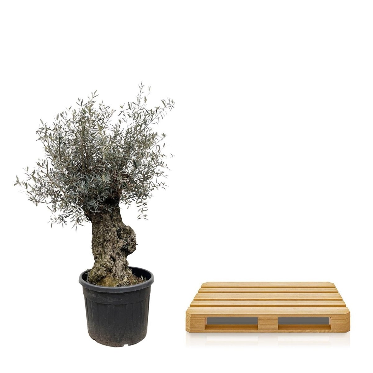 Olea Europaea Bonsai 5 - LushLeaf | Online planten bestellen