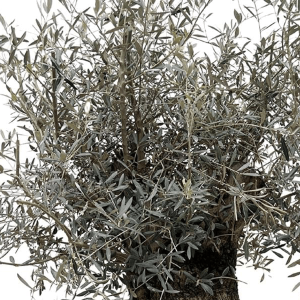 Olea Europaea Bonsai 2 - LushLeaf | Online planten bestellen