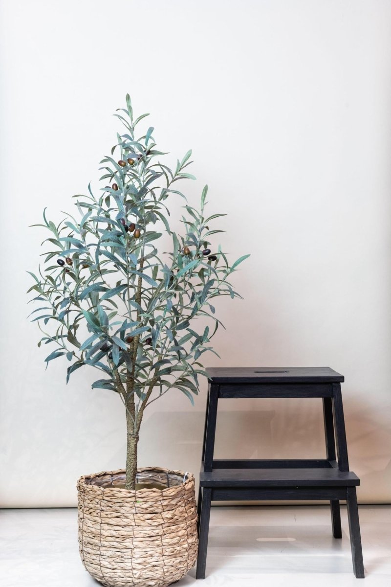 Olea europaea - Olijfboom | Kunstplant 3 - LushLeaf | Online planten bestellen