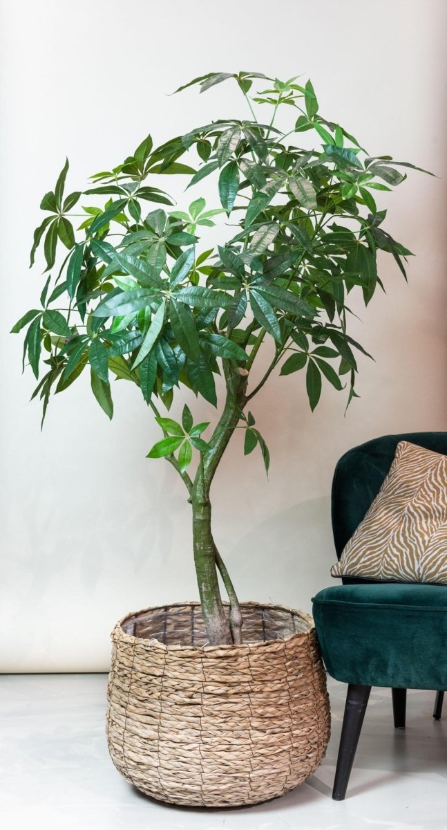 Pachira Aquatica - Geldboom | Kunstplant 3 - LushLeaf | Online planten bestellen