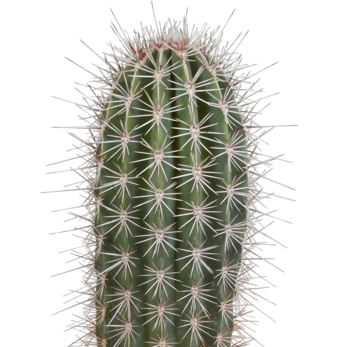 Pachycereus pringlei 2 - LushLeaf | Online planten bestellen