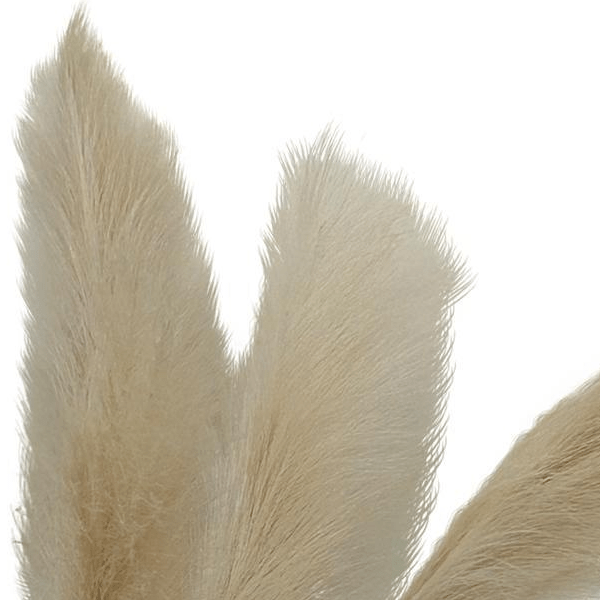 Pampas Plumes Crème x6 | Kunstbloemen 2 - LushLeaf | Online planten bestellen