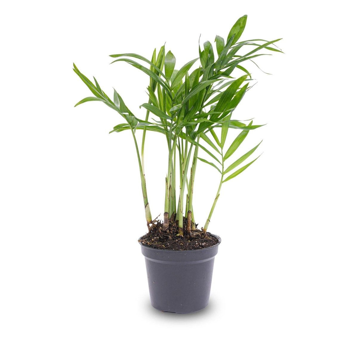 Parlour Palm | Terrarium plant 1 - LushLeaf | Online planten bestellen
