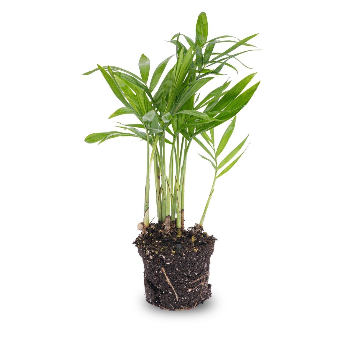 Parlour Palm | Terrarium plant 3 - LushLeaf | Online planten bestellen