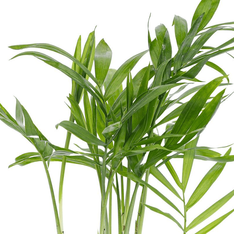 Parlour Palm | Terrarium plant 2 - LushLeaf | Online planten bestellen