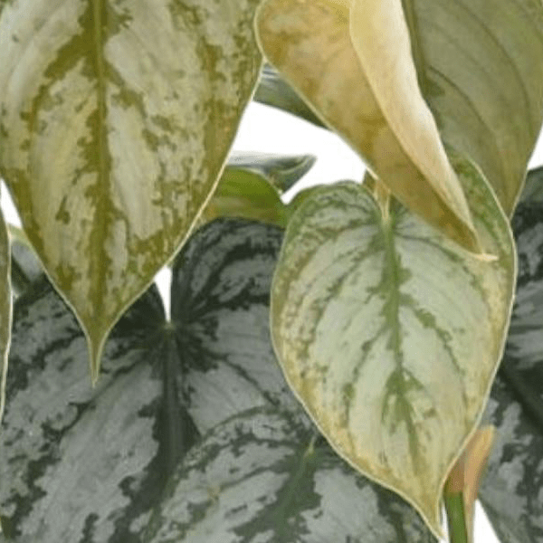 Philodendron Brandtianum 2 - LushLeaf | Online planten bestellen